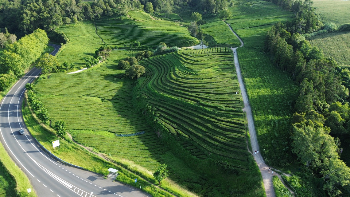 Aerial view of the patterned green tea fields at Gorreana Tea Plantation on S&atilde;o Miguel Island, bordered by rural roads and forest.