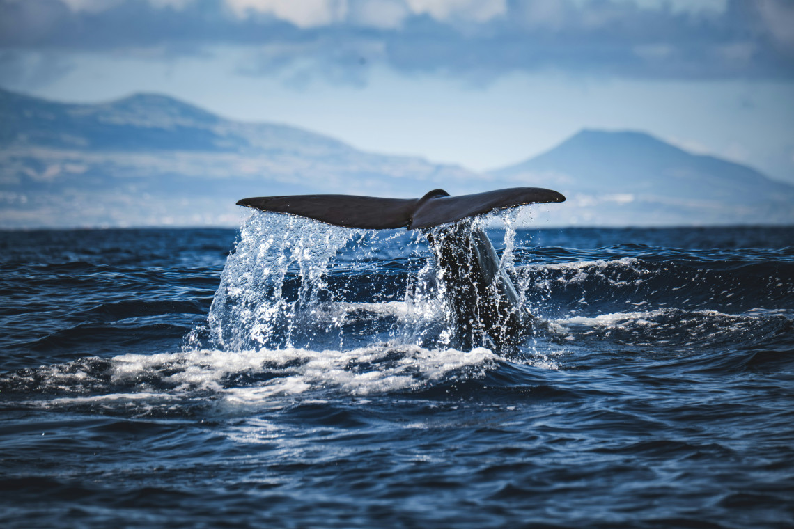 Whale tail rising above the Atlantic Ocean during a whale-watching experience off S&atilde;o Miguel Island, with the island&rsquo;s volcanic landscape visible in the distance.