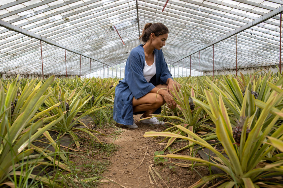 Visitor exploring a traditional pineapple greenhouse near Ponta Delgada, surrounded by rows of Anan&aacute;s dos A&ccedil;ores plants grown under glass.