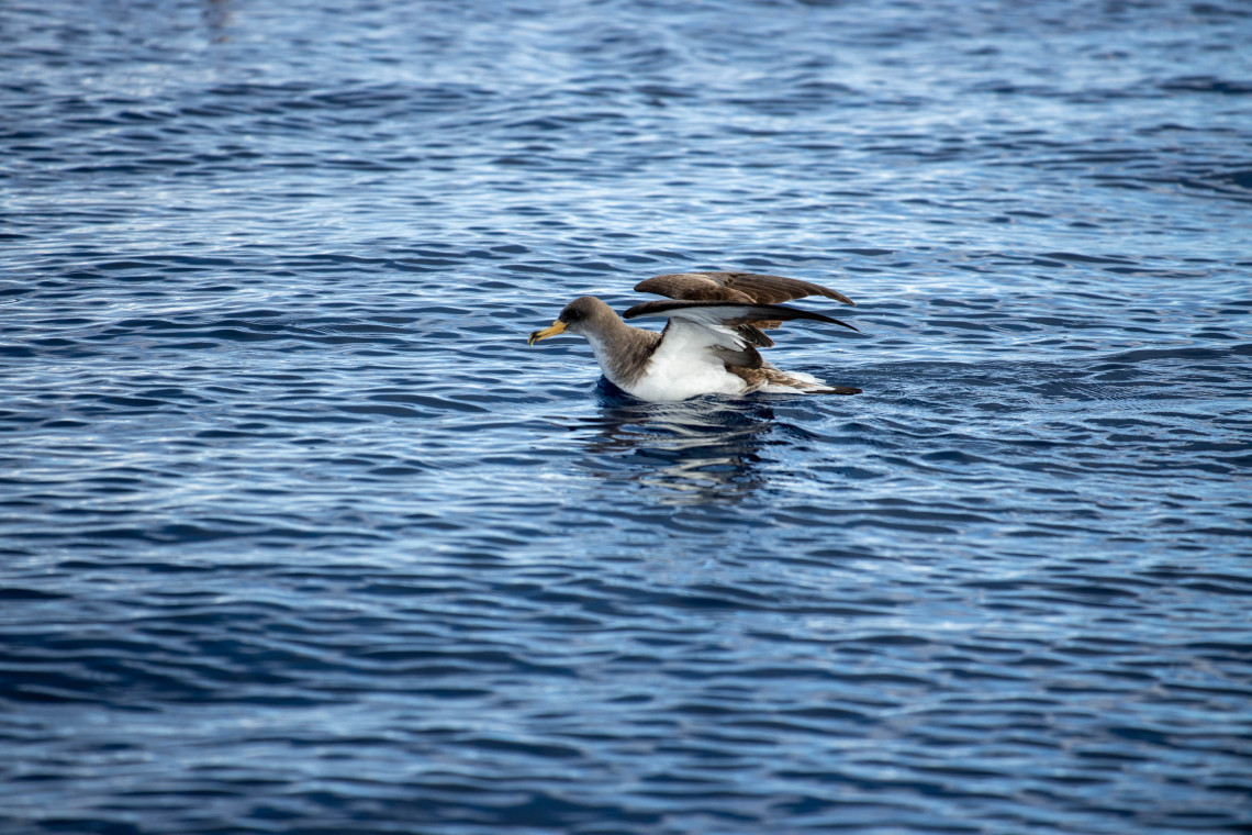 Cory&rsquo;s shearwater resting on the Atlantic Ocean during a bird-watching experience around S&atilde;o Miguel Island in the Azores.