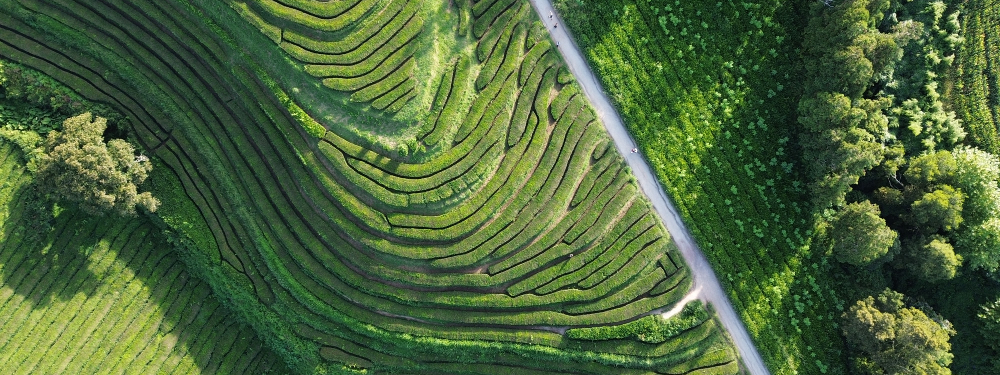 Aerial view of neatly cultivated tea rows at Gorreana Tea Plantation on São Miguel Island, bordered by a rural road and dense green vegetation.