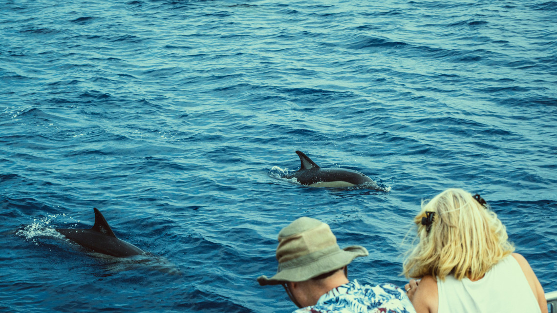 Dolphins swimming beside a wildlife-watching boat in the Atlantic Ocean off Pico Island as passengers observe them from the vessel.