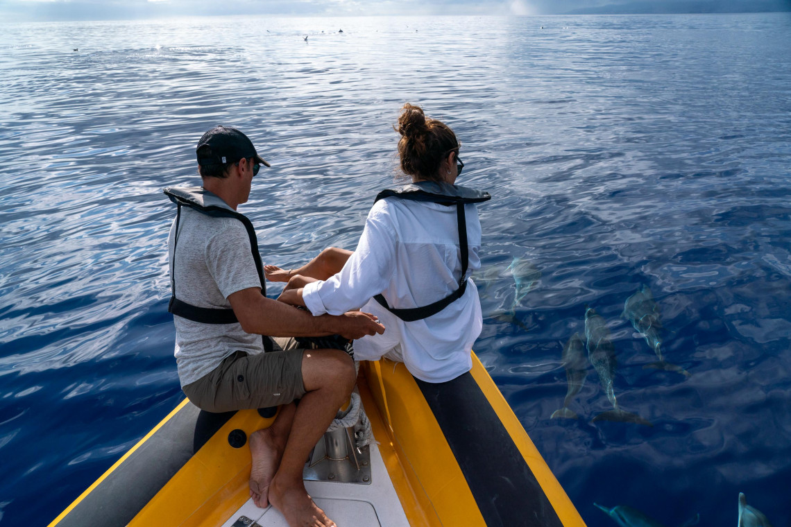 Couple seated at the front of a boat watching several dolphins swimming through the Atlantic Ocean around S&atilde;o Miguel Island.