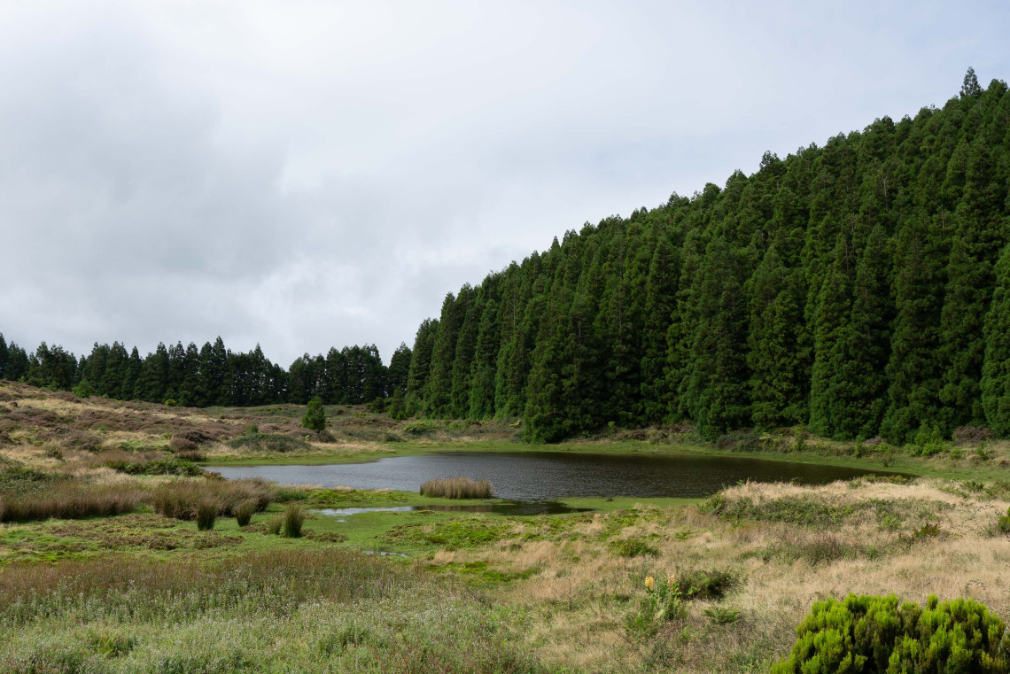 Lagoa do Negro in the interior of Terceira Island, with a small wetland surrounded by open vegetation and a dense stand of cryptomeria trees.