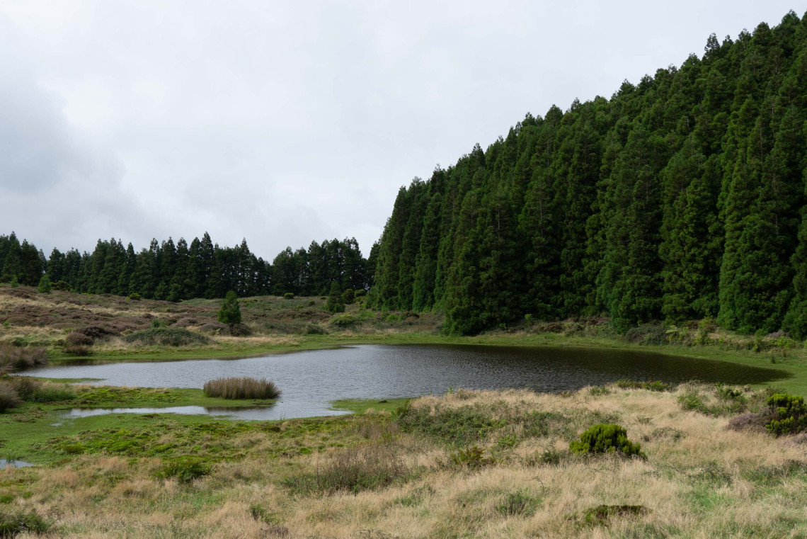 Lagoa do Negro in the interior of Terceira Island, with dark calm water bordered by wetland vegetation and dense cryptomeria forest beneath an overcast sky.