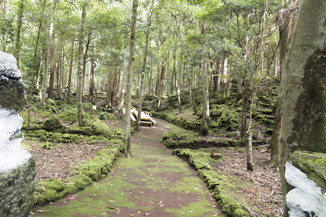 Woodland trail through Mata da Serreta on Terceira Island, surrounded by tall trees, moss-covered volcanic stones and dense green vegetation.