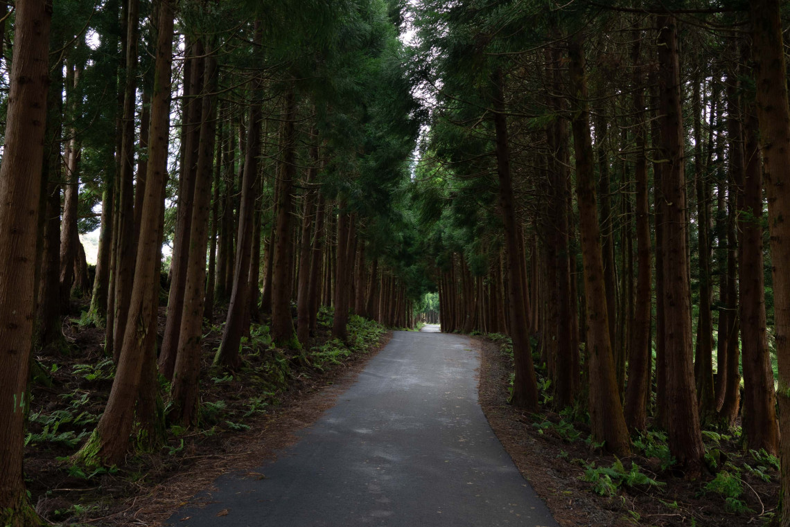 Narrow paved road running between tall cryptomeria trees on Terceira Island in the Azores. Dense evergreen forest and ferns line both sides of the road.