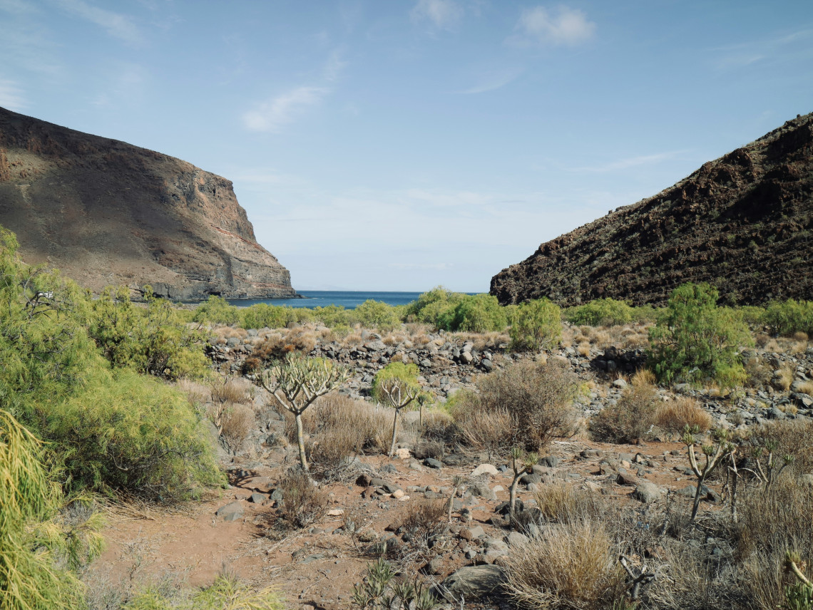 Rugged volcanic ravine leading toward the Atlantic Ocean in the Canary Islands, surrounded by dark cliffs, dry vegetation, and native succulent plants.