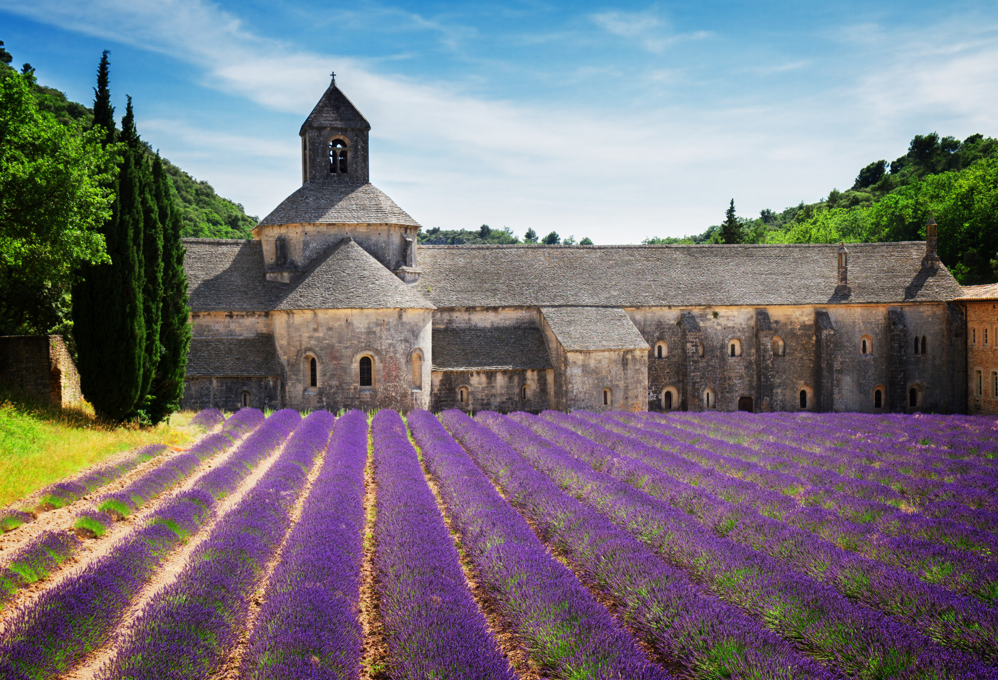 Abbaye de Sénanque Cistercian abbey surrounded by rows of purple lavender in full bloom, Luberon, Provence, France