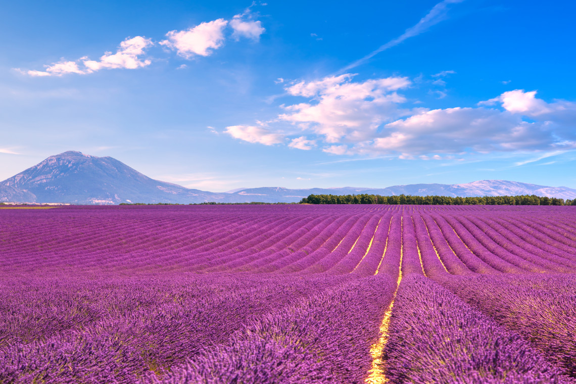 Purple lavender fields in full bloom on the Plateau de Valensole in Provence, France