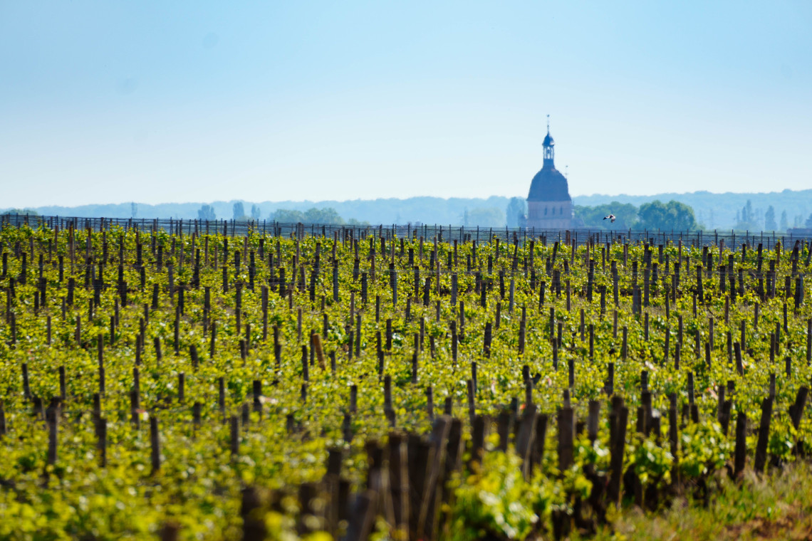 Rows of grapevines on rolling hills in the C&ocirc;te de Beaune wine region, Burgundy, France