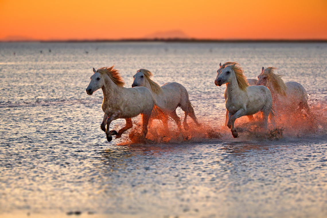 Herd of wild white Camargue horses galloping through shallow water in the Camargue wetlands, Provence, France