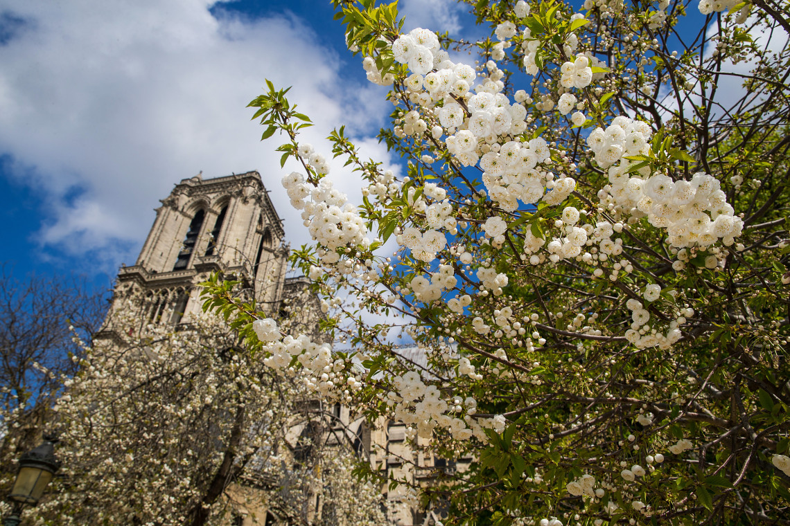 White spring blossoms framing the tower of Notre-Dame Cathedral under a blue sky in Paris, France