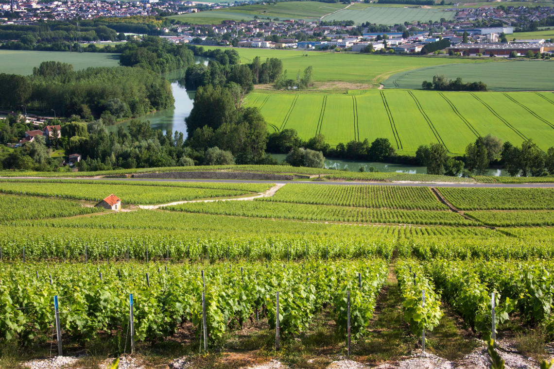 Rows of green champagne grapevines overlooking the Marne River valley and town of Hautvillers, Champagne region, France