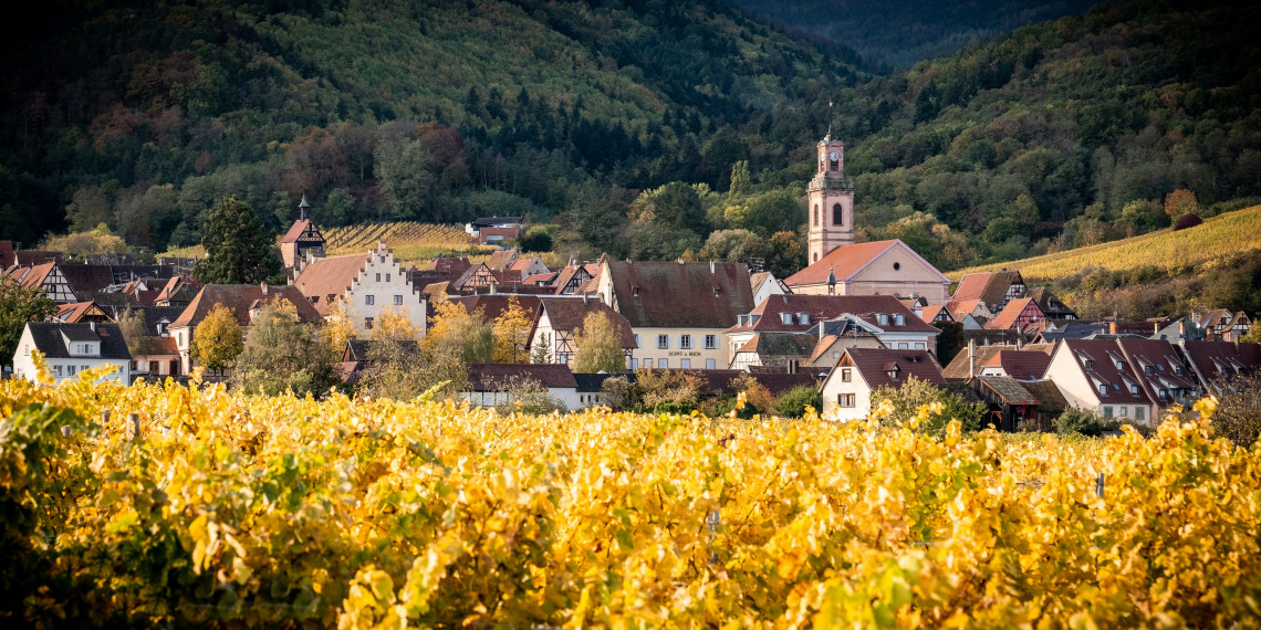 Riquewihr on the Alsace Wine Route seen from the surrounding vineyards in autumn, with golden vine leaves in the foreground, the village's Baroque church tower and stepped gable buildings nestled against forested Vosges hills in warm October light