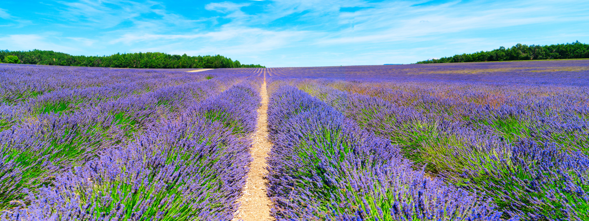  Endless rows of purple lavender fields stretching to the horizon under a blue sky at Valensole plateau, Provence, France