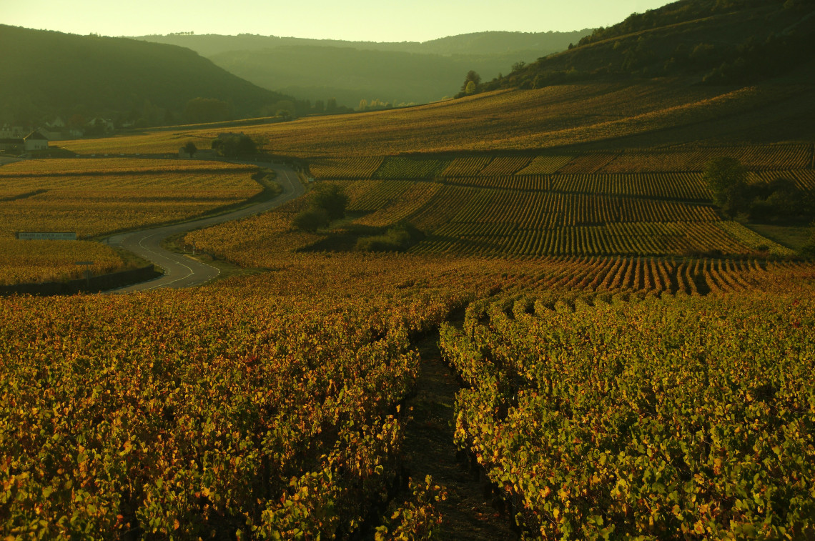 Golden autumn vineyards on rolling hillsides with a winding road at sunset in the Cote d'Or, Burgundy wine region, France