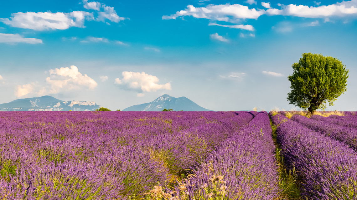 Endless rows of purple lavender fields with a lone tree and Alpine mountains in the background at Valensole plateau, Provence, France