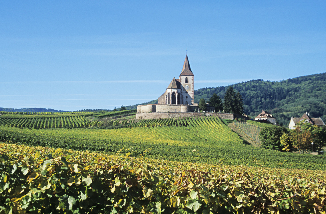 Medieval church of Saint-Jacques-le-Majeur surrounded by green vineyards on the Alsace Wine Route in Hunawihr, France