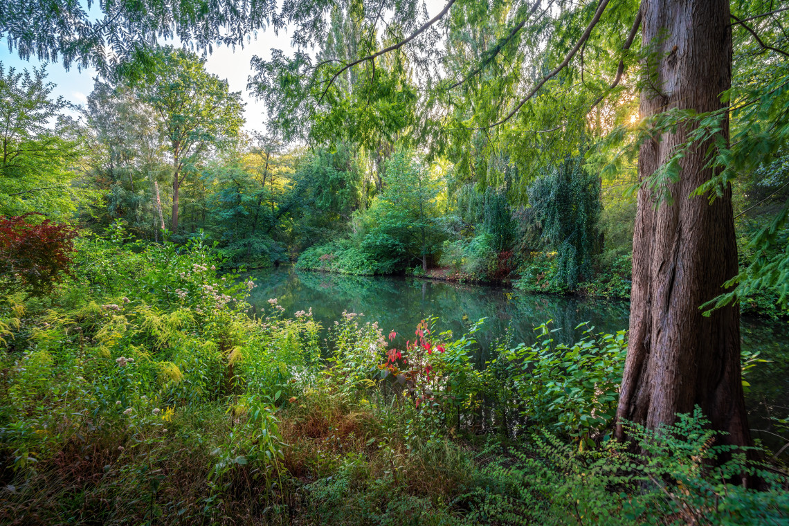 Lush woodland surrounding a quiet pond in Berlin&rsquo;s Tiergarten, with mature trees, dense vegetation and reflections on the water.