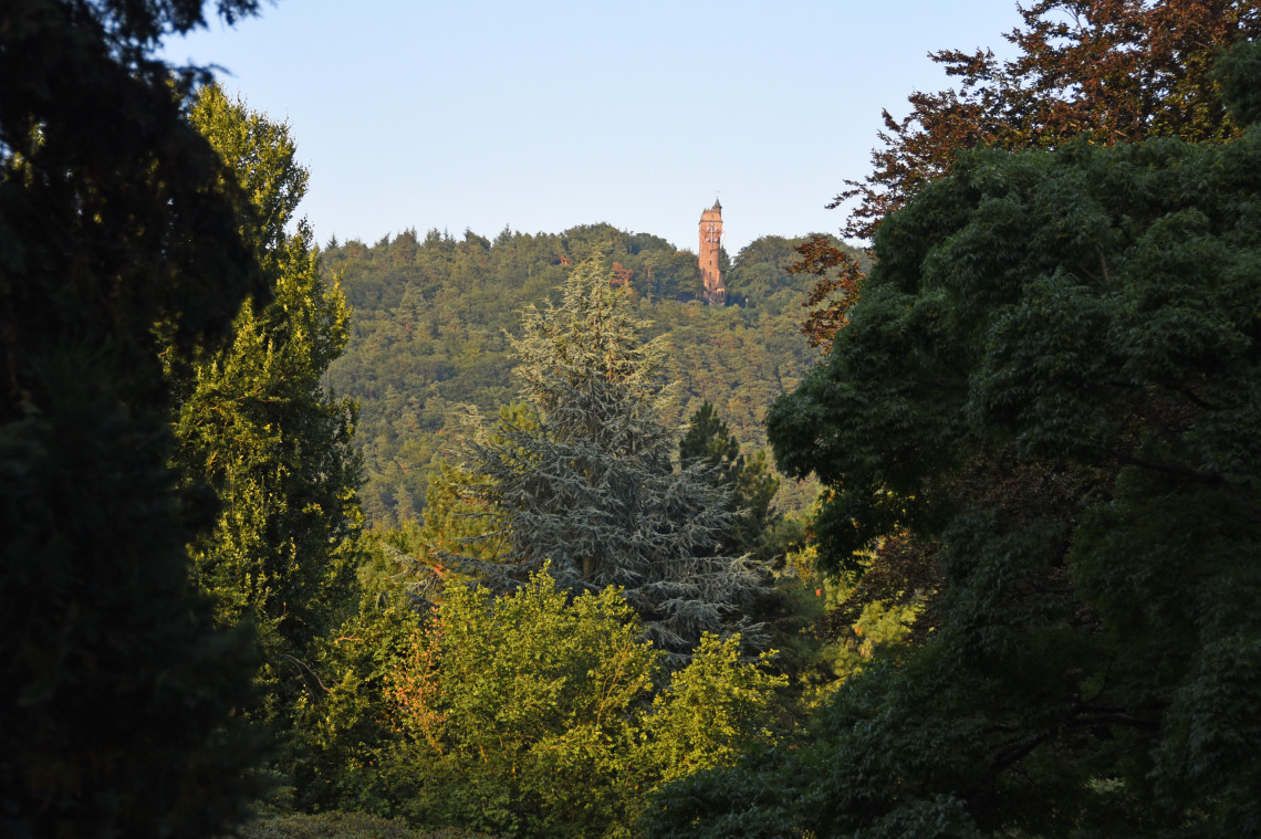 Spiegelslustturm observation tower rising above dense woodland on the hills overlooking Marburg, Germany.