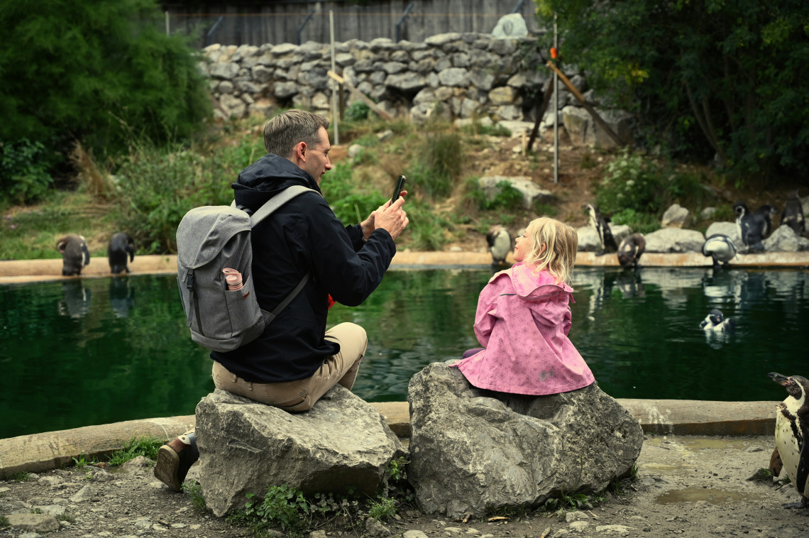 Adult and child watching penguins beside a naturalistic pool at Tierpark Sababurg in northern Hesse, Germany.