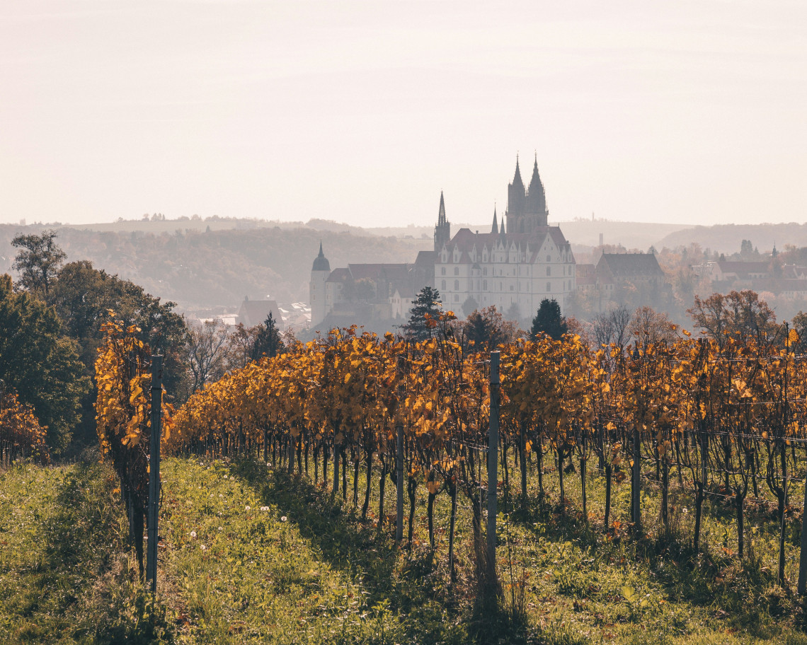 Albrechtsburg Castle and the spires of Meissen Cathedral rise above Meissen, Germany. Rows of autumn-coloured vines fill the foreground beneath a soft, hazy sky.