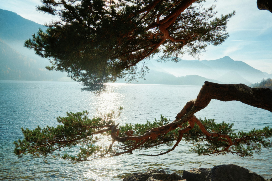 Pine branches frame the sunlit waters of Grundlsee in Styria, Austria. Forested mountains rise beyond the lake through soft morning haze.