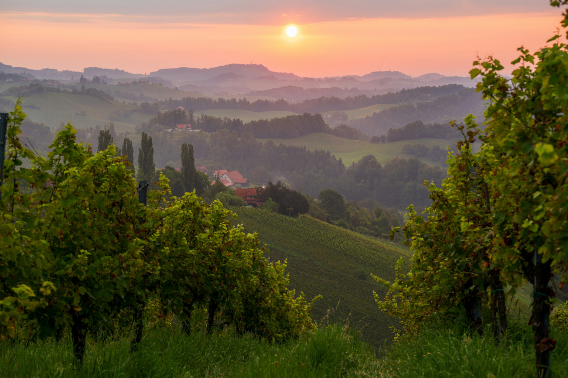 Vineyard rows surround a traditional Austrian wine-growing landscape at sunset. Rolling hills, scattered houses and layers of mist extend beyond the green vines.