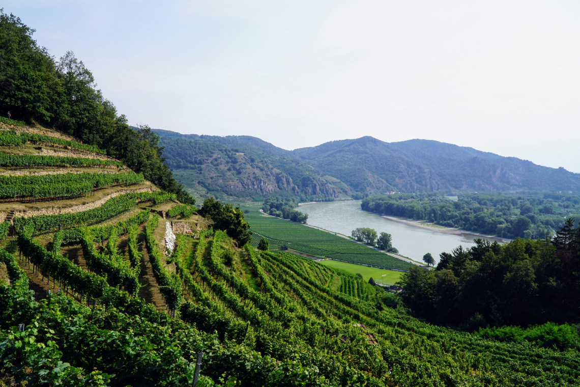Terraced vineyards descend toward the Danube River in the Wachau Valley of Lower Austria. Forested hills, cultivated fields and a river bend extend across the rural landscape.