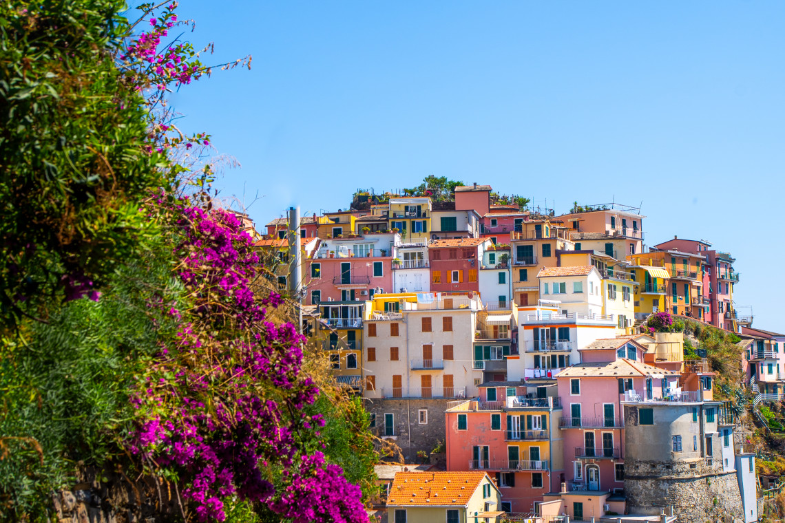 Colourful houses rise closely together on the steep rocky slopes of Manarola in Cinque Terre, Italy. Bougainvillea frames the view of the traditional Ligurian village above the Mediterranean coast.