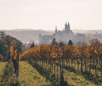 Autumn vineyards overlooking Albrechtsburg Castle and the twin Gothic towers of Meissen Cathedral in Meissen, Saxony, Germany.