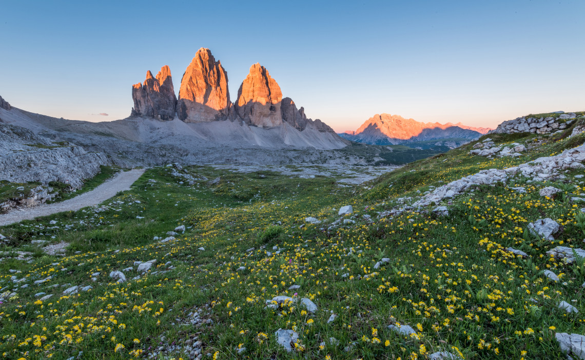 Tre Cime di Lavaredo three rocky peaks glowing orange at sunrise above a yellow wildflower meadow with a hiking trail, Dolomites, South Tyrol, Italy