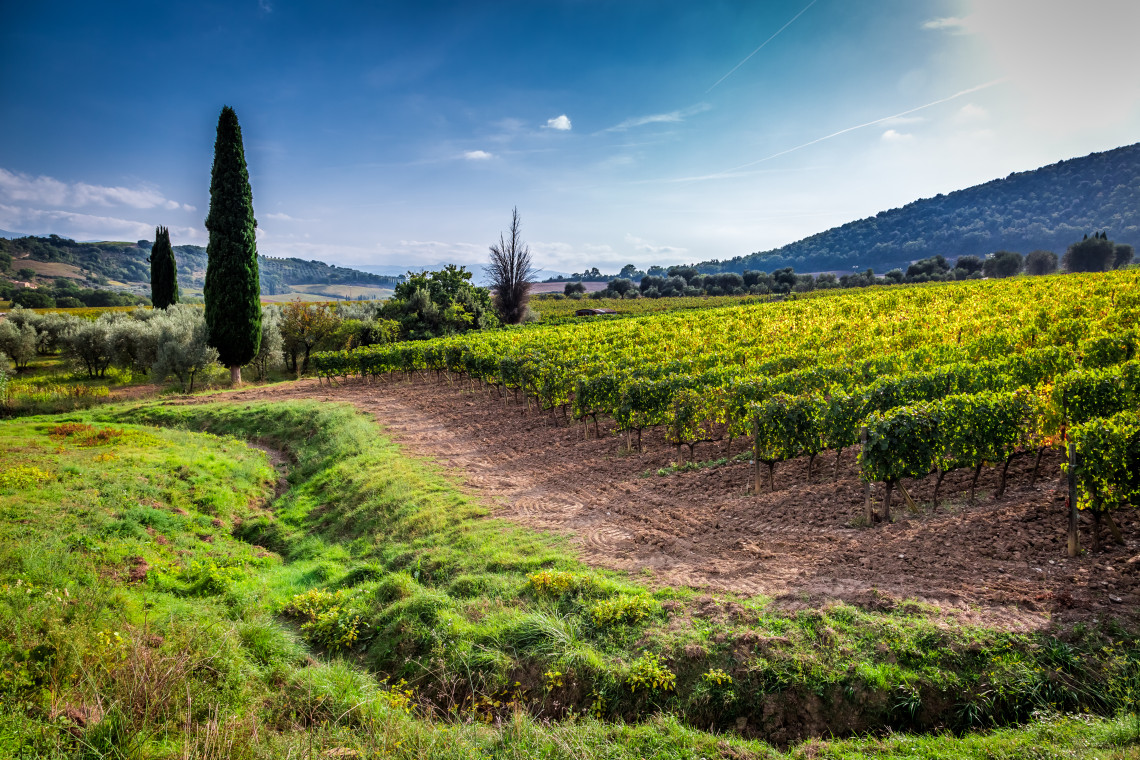 Vineyard rows extend across gently sloping Italian countryside beside olive trees and tall cypress trees, illustrating the agricultural landscape of one of Italy&rsquo;s traditional wine-growing areas.