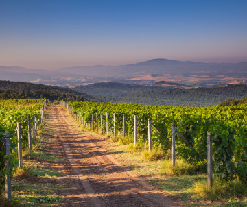 Vineyard rows extend along a dirt track through the Tuscan countryside in Italy, with rolling hills and mountains visible in the distance.