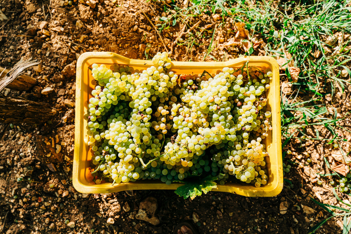 Freshly harvested white grapes collected in a vineyard in Puglia, southern Italy, reflecting the region&rsquo;s long-established wine-growing tradition.