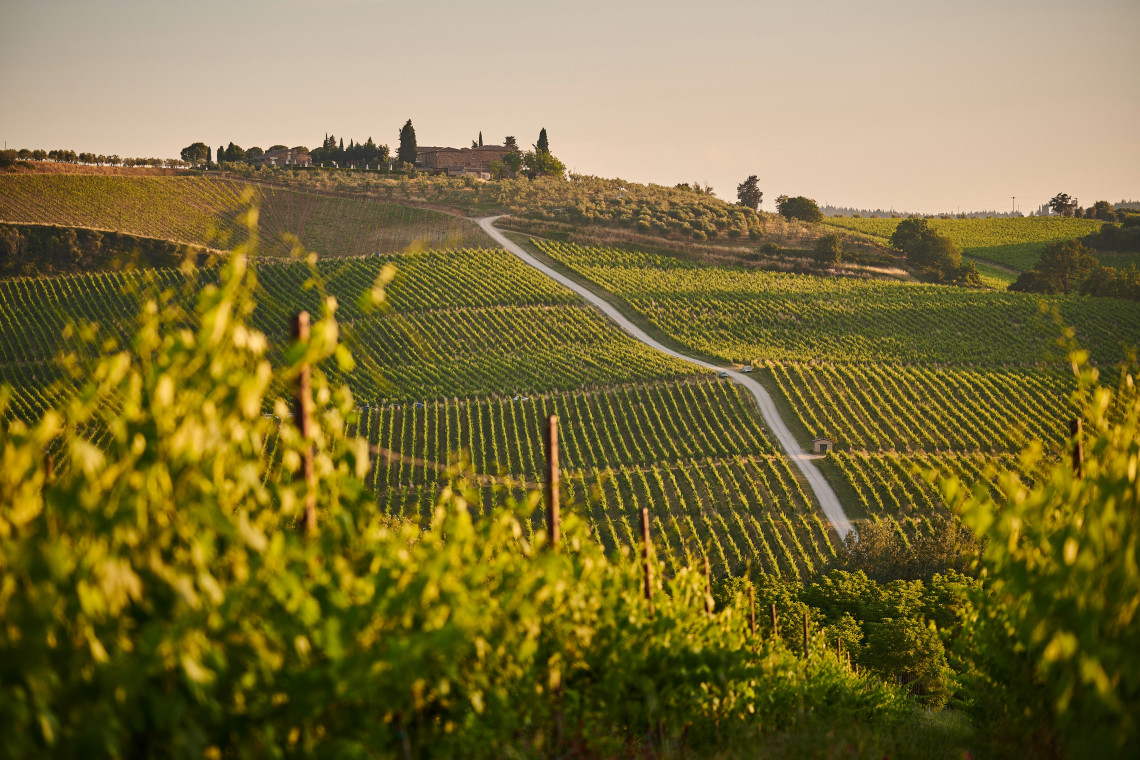 Neat rows of grapevines cover rolling hills in the Chianti wine region of Tuscany, Italy. A winding rural road crosses the vineyards between the provinces of Florence and Siena.