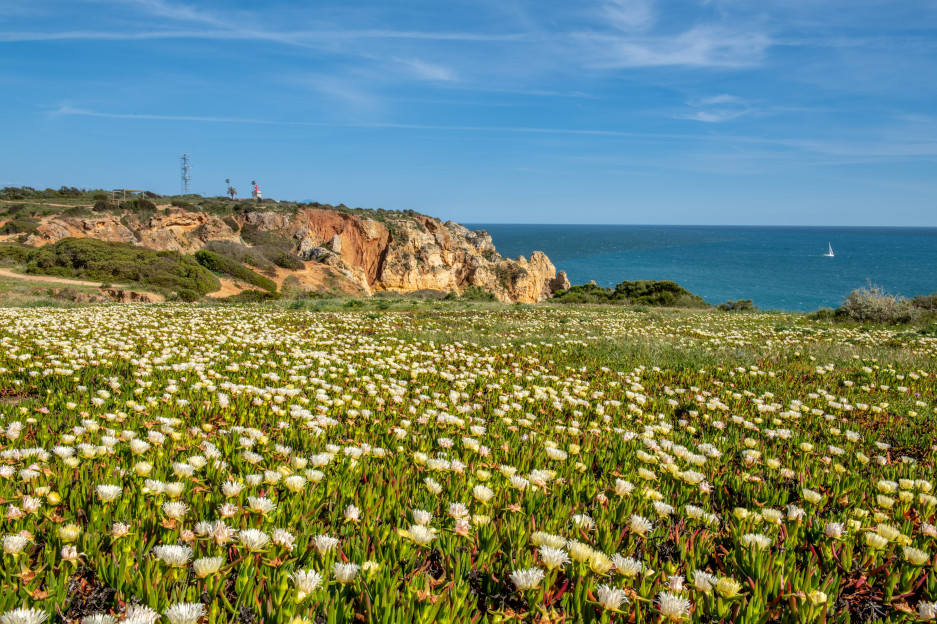 Field of white wildflowers along the Algarve coastline near Lagos, overlooking golden cliffs and the deep blue Atlantic under a clear sky.