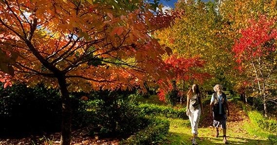 Van Tours: Furnas - Full Day