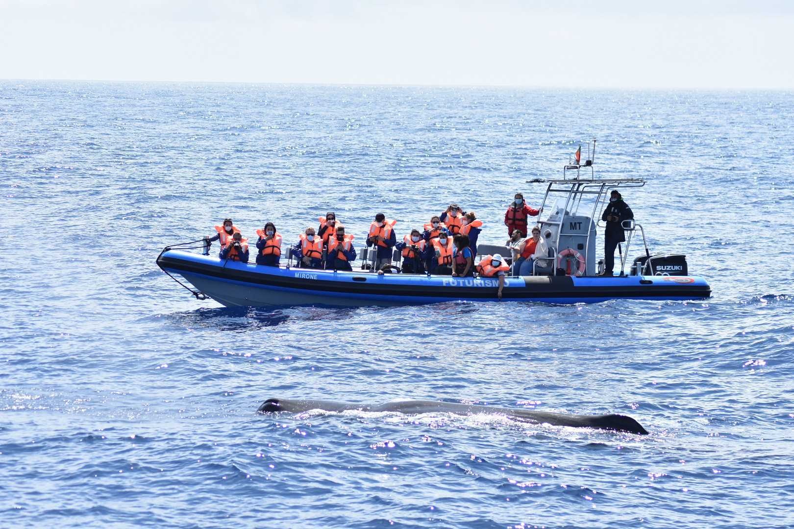 Whale watching: Half day - Catamaran