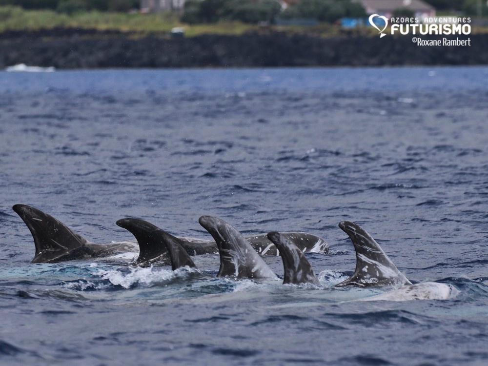 Whale watching: Half day - Catamaran