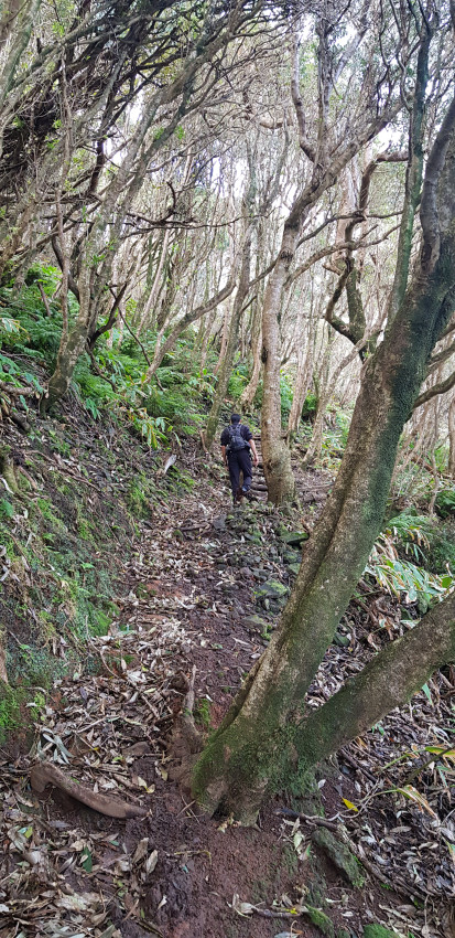 Hiking Tours: Alagoa Trail