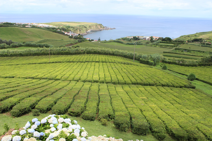Passeio Privado: Dia Inteiro Furnas, Plantações de Chá & Nordeste (Este)