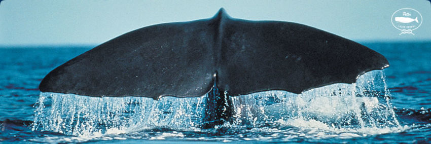 Observação de baleias e golfinhos: Meio Dia