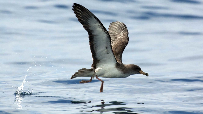 Passeio de Barco: Meio Dia Expedição Marítima de Observação de Aves