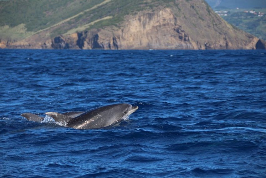 Observação de Cetáceos: Meio Dia