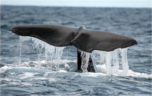 Whale Watching: Half Day