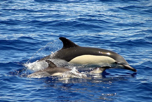 Observação de Baleias: Passeio de Meio Dia