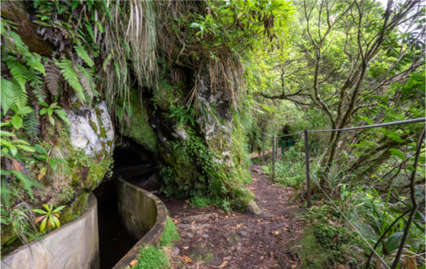 Trilho Pedestre: Levada do Ribeiro Frio / Portela