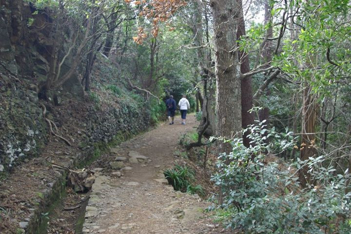 Trilho Pedestre: Levada Serra do Faial